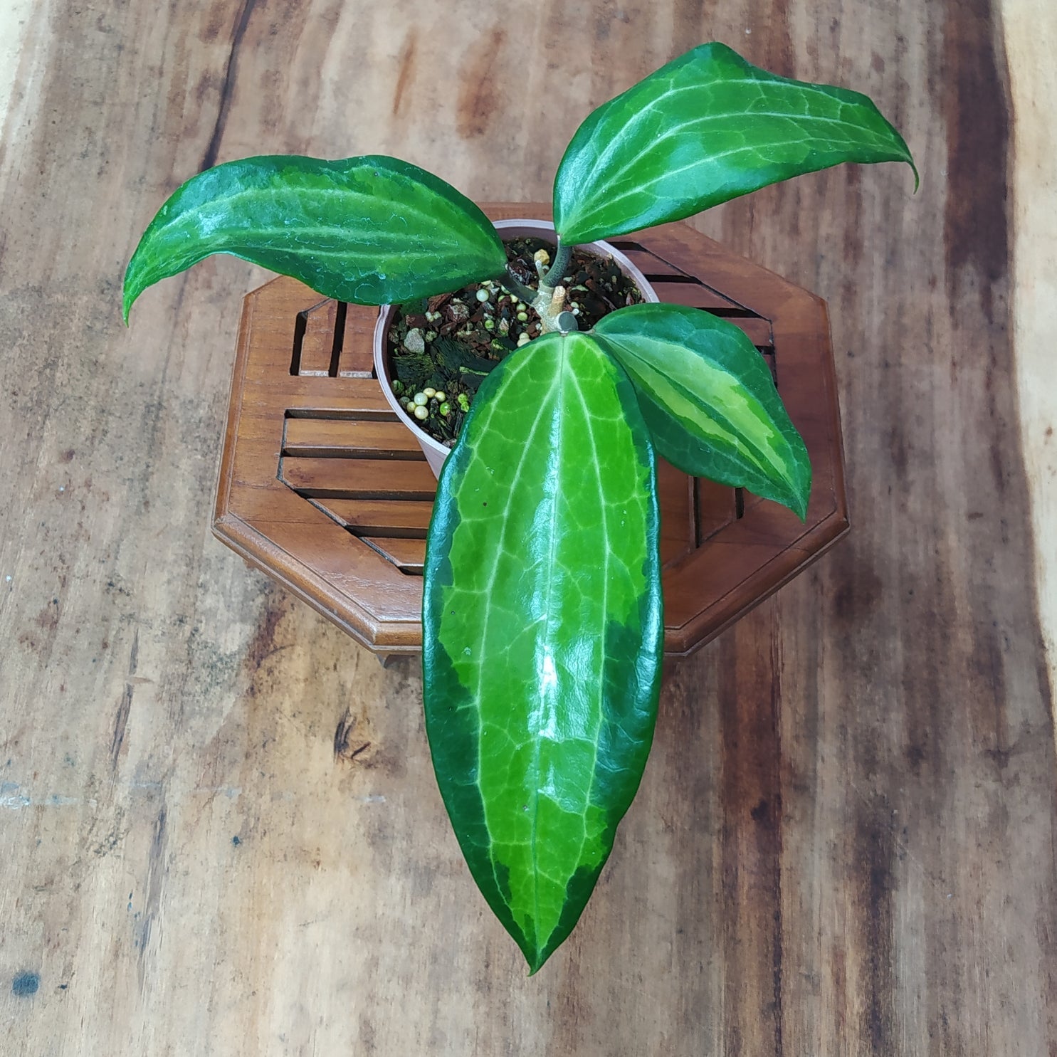 Hoya Latifolia Greenish Inner Variegated - Indonesian Rare Plants