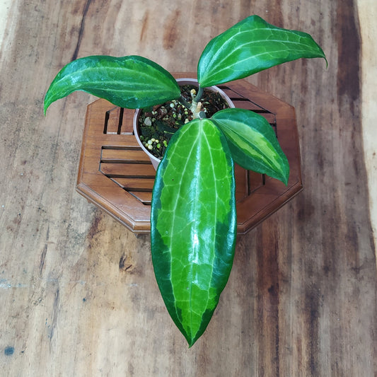 Hoya Latifolia Greenish Inner Variegated - Indonesian Rare Plants