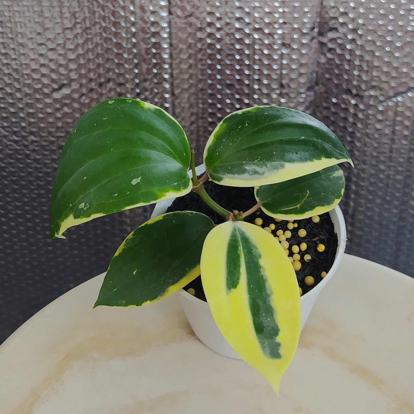 Hoya Latifolia SP Albomarginata Roundleaf - Indonesian Rare Plants