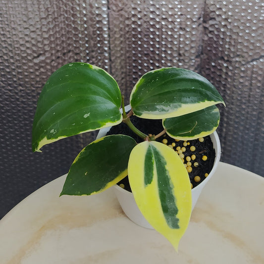 Hoya Latifolia SP Albomarginata Roundleaf - Indonesian Rare Plants