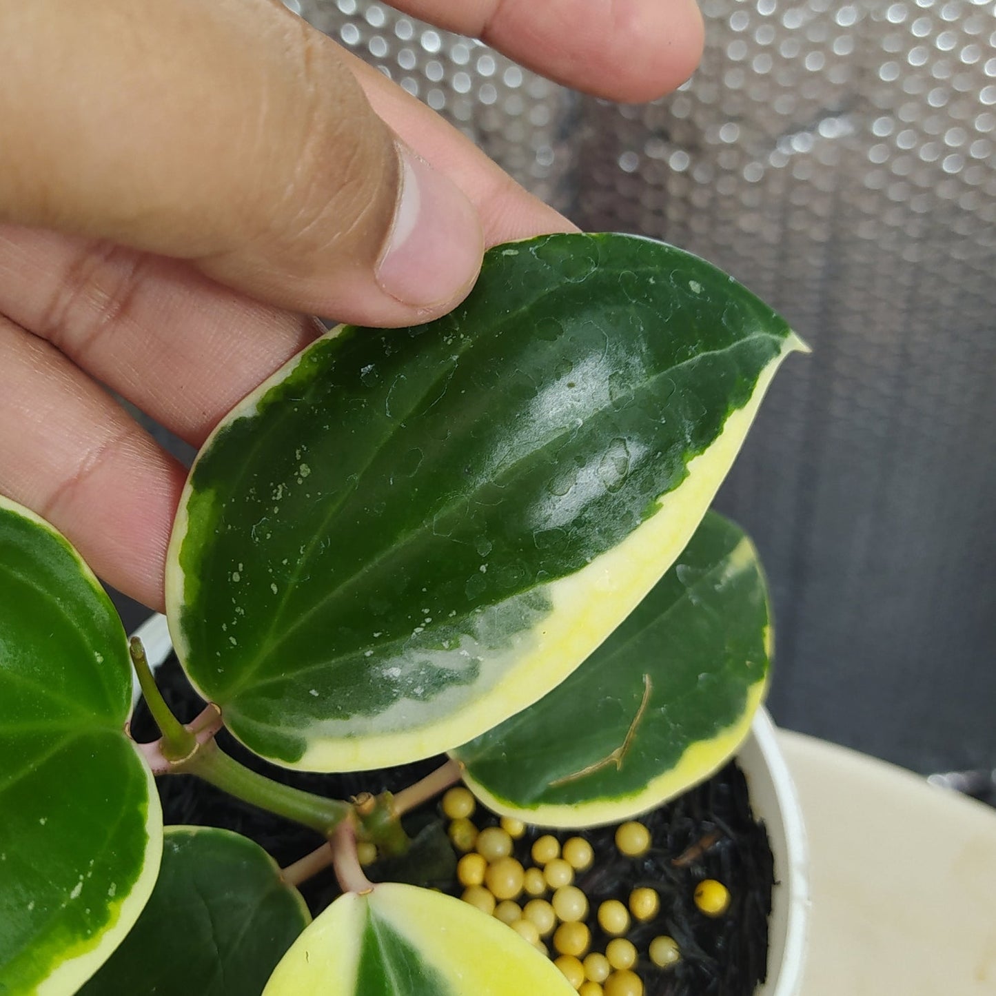 Hoya Latifolia SP Albomarginata Roundleaf