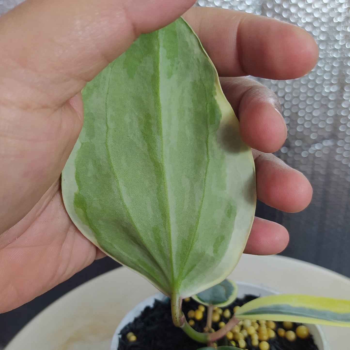 Hoya Latifolia SP Albomarginata Roundleaf