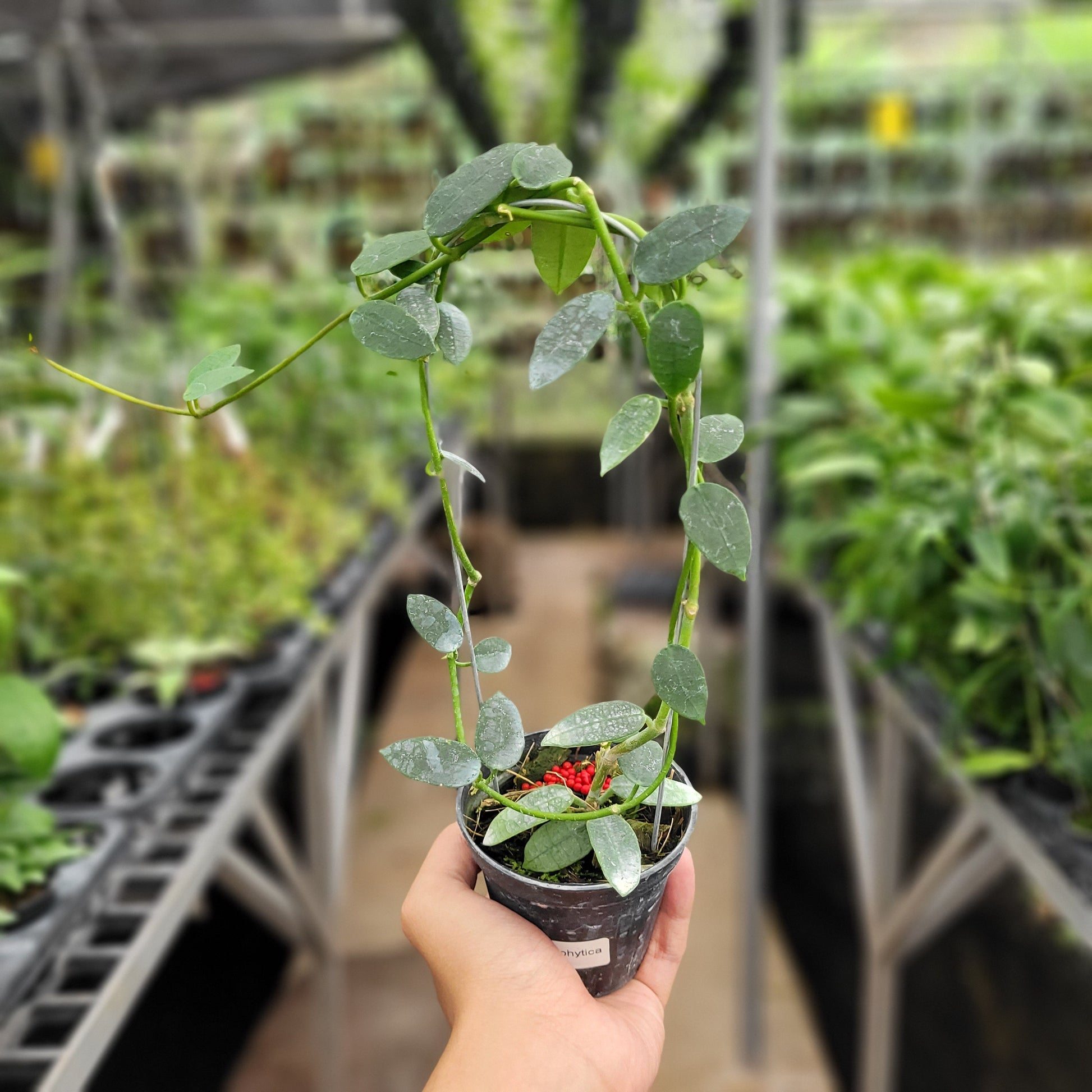 Hoya Lithophytica - Indonesian Rare Plants