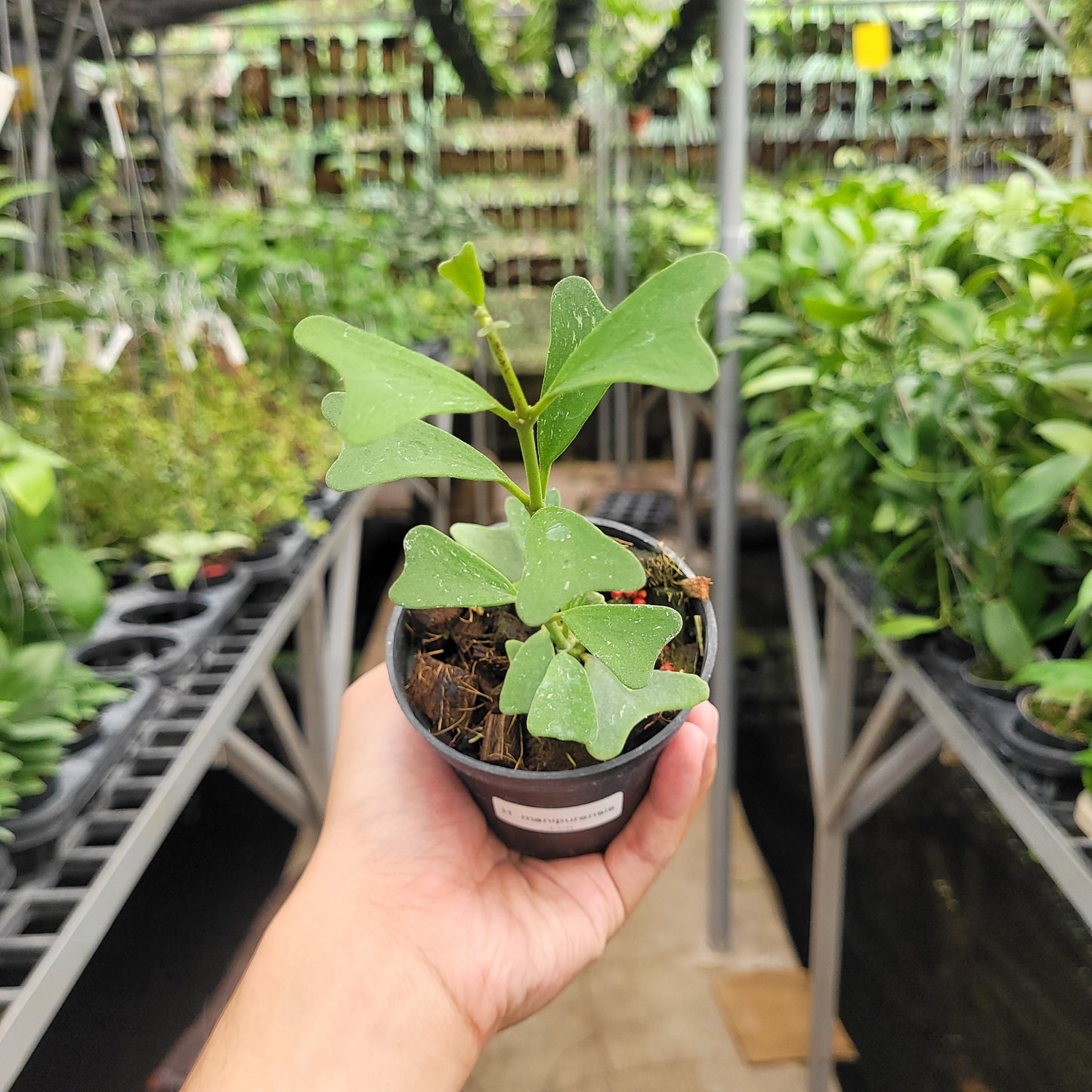 Hoya Manipurensis - Indonesian Rare Plants