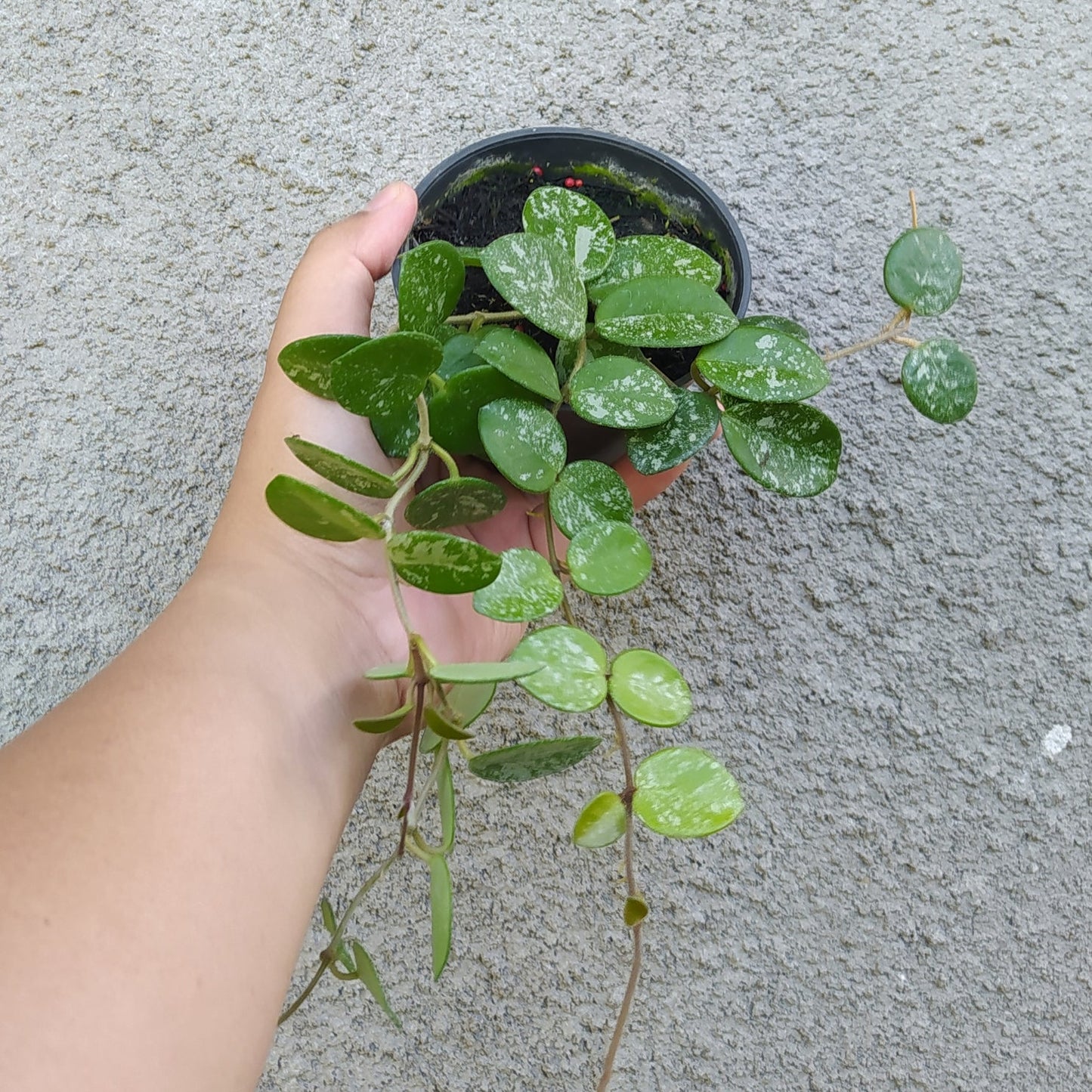 Hoya Mathilde Splash — rare Indonesian plant
