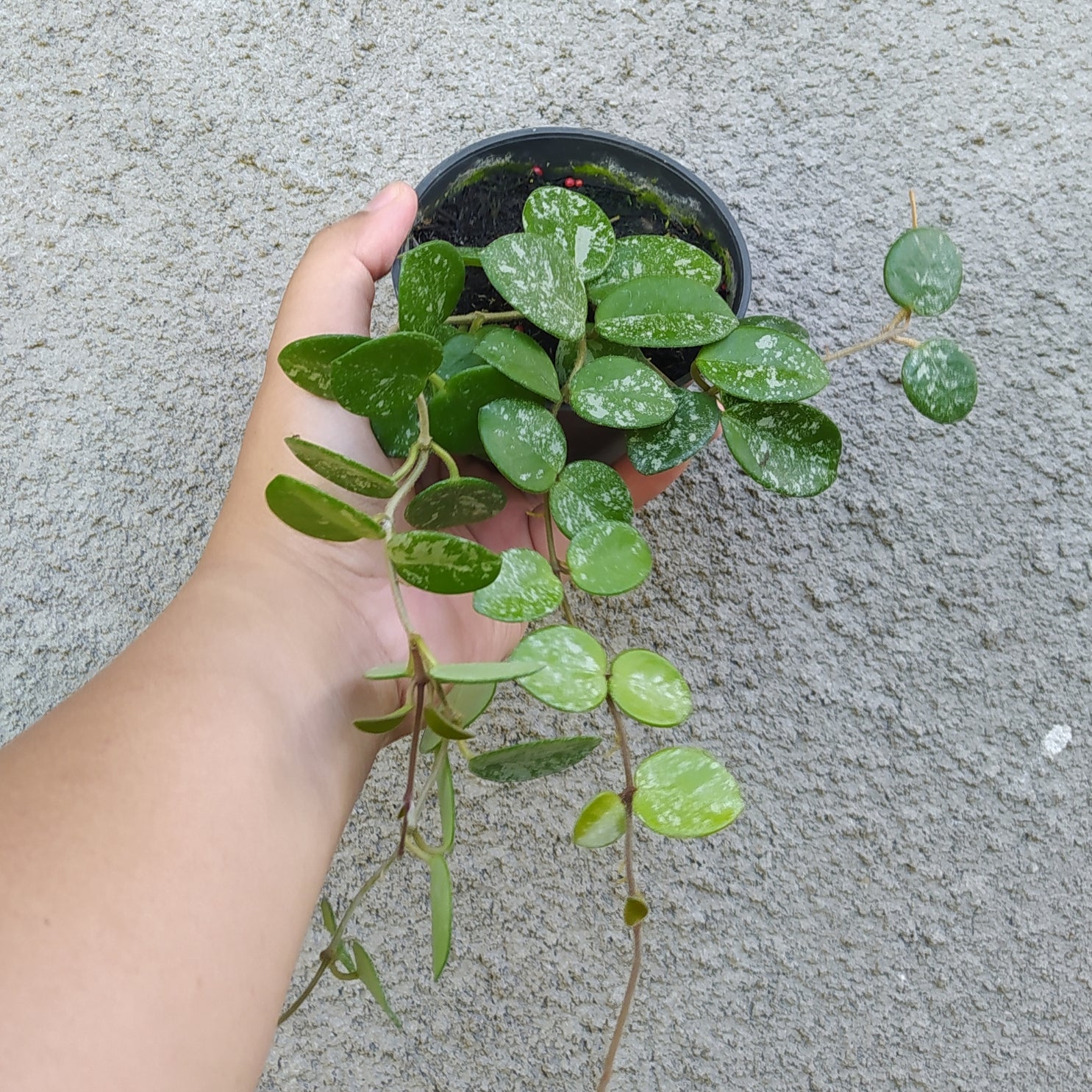 Hoya Mathilde Splash — rare Indonesian plant