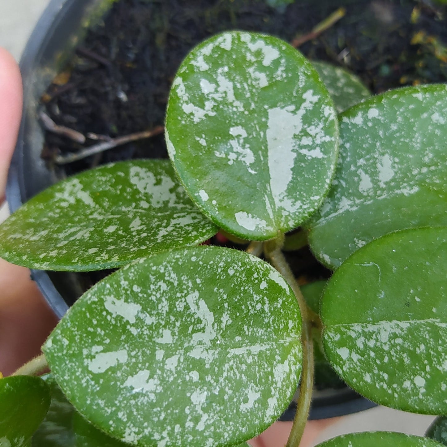 Hoya Mathilde Splash — photo 2