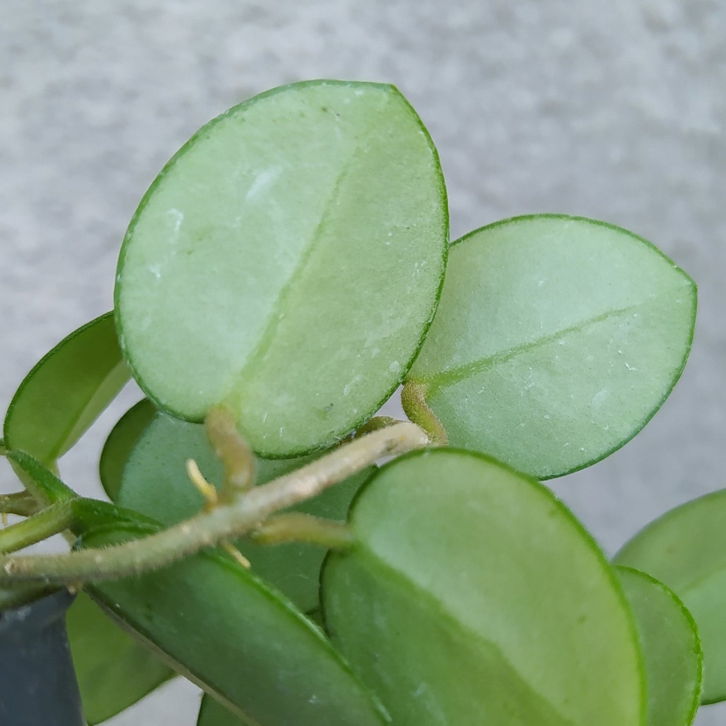 Hoya Mathilde Splash — photo 3