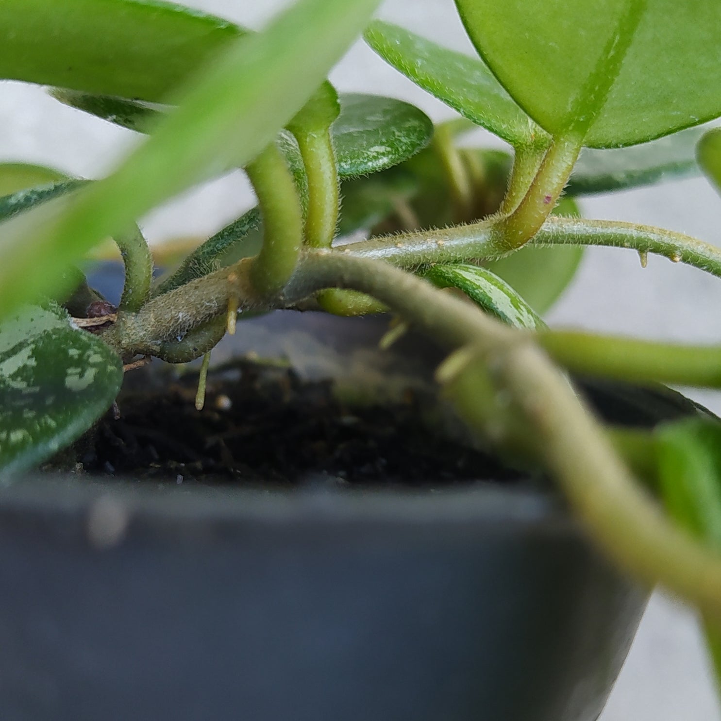 Hoya Mathilde Splash — photo 4