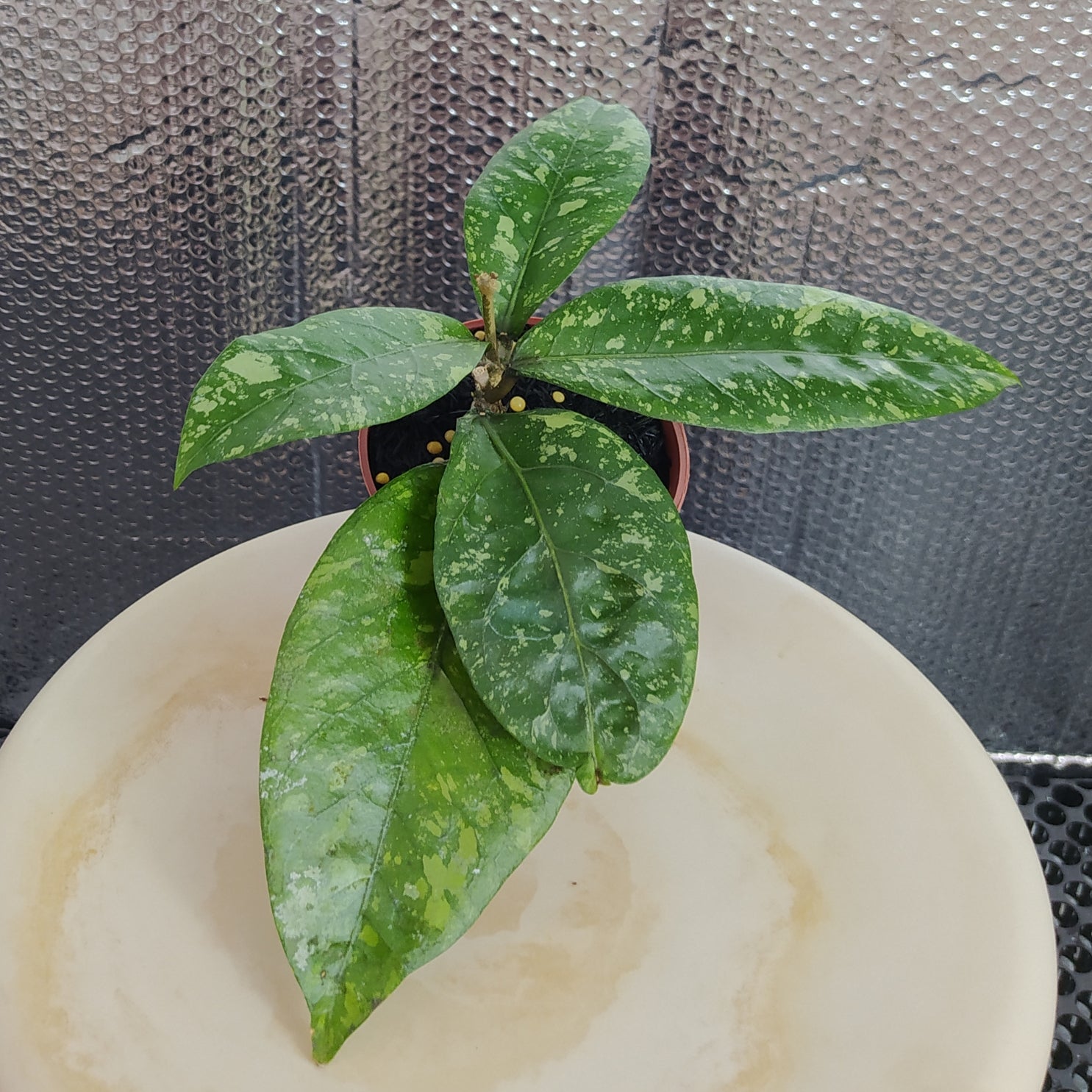 Hoya New SP Gunung Kapi Splash - Indonesian Rare Plants