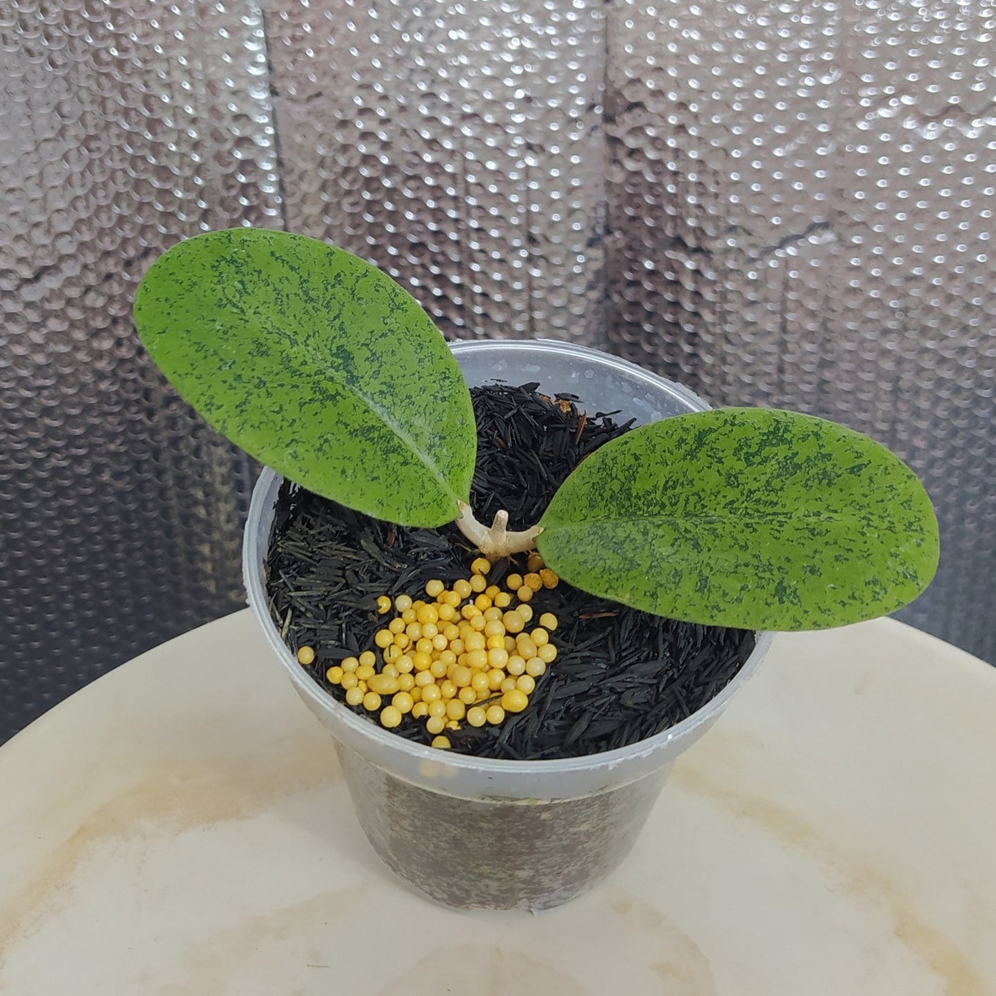 Hoya New SP Kapuas Silver Roundleaf - Indonesian Rare Plants