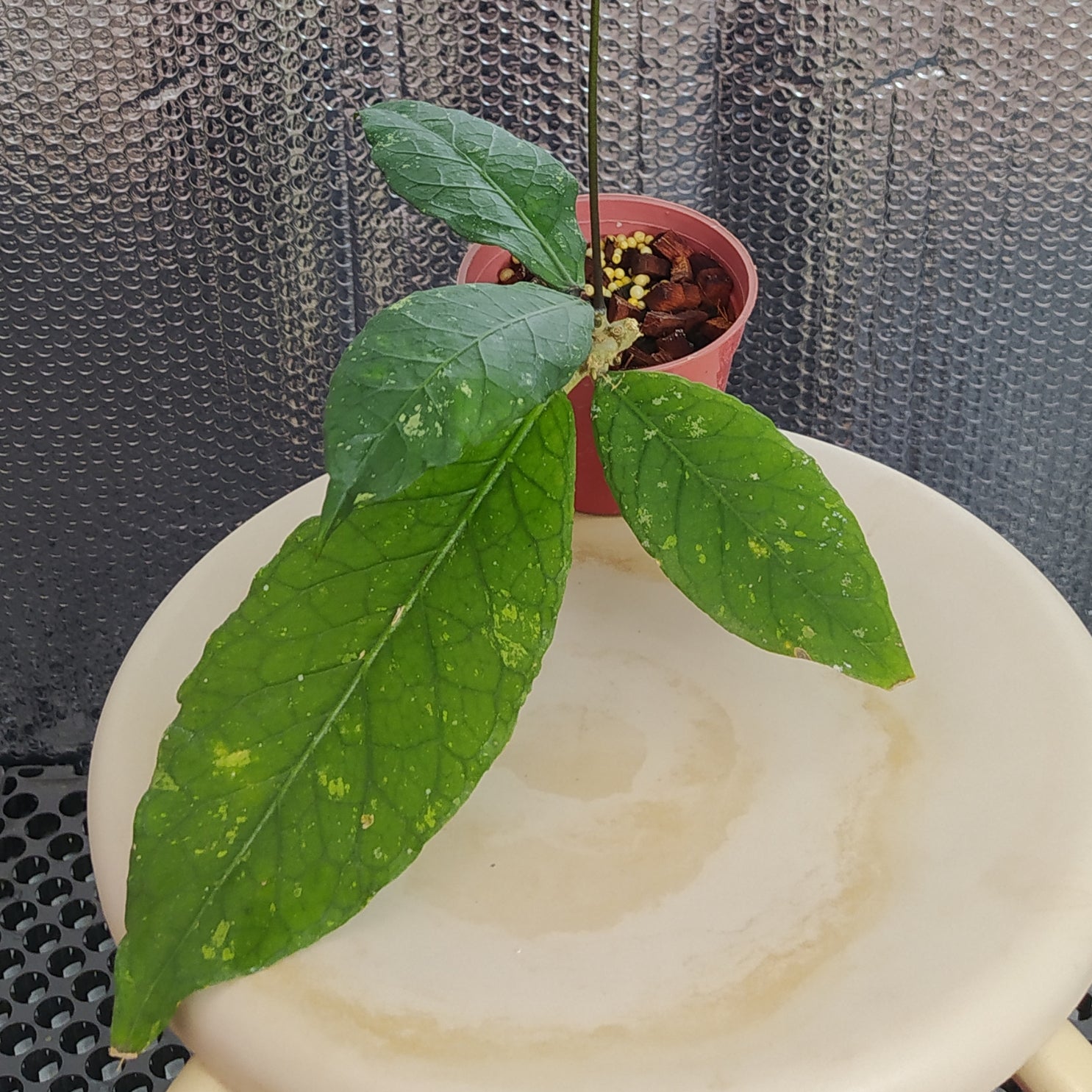 Hoya SP Aceh Gayo - Indonesian Rare Plants