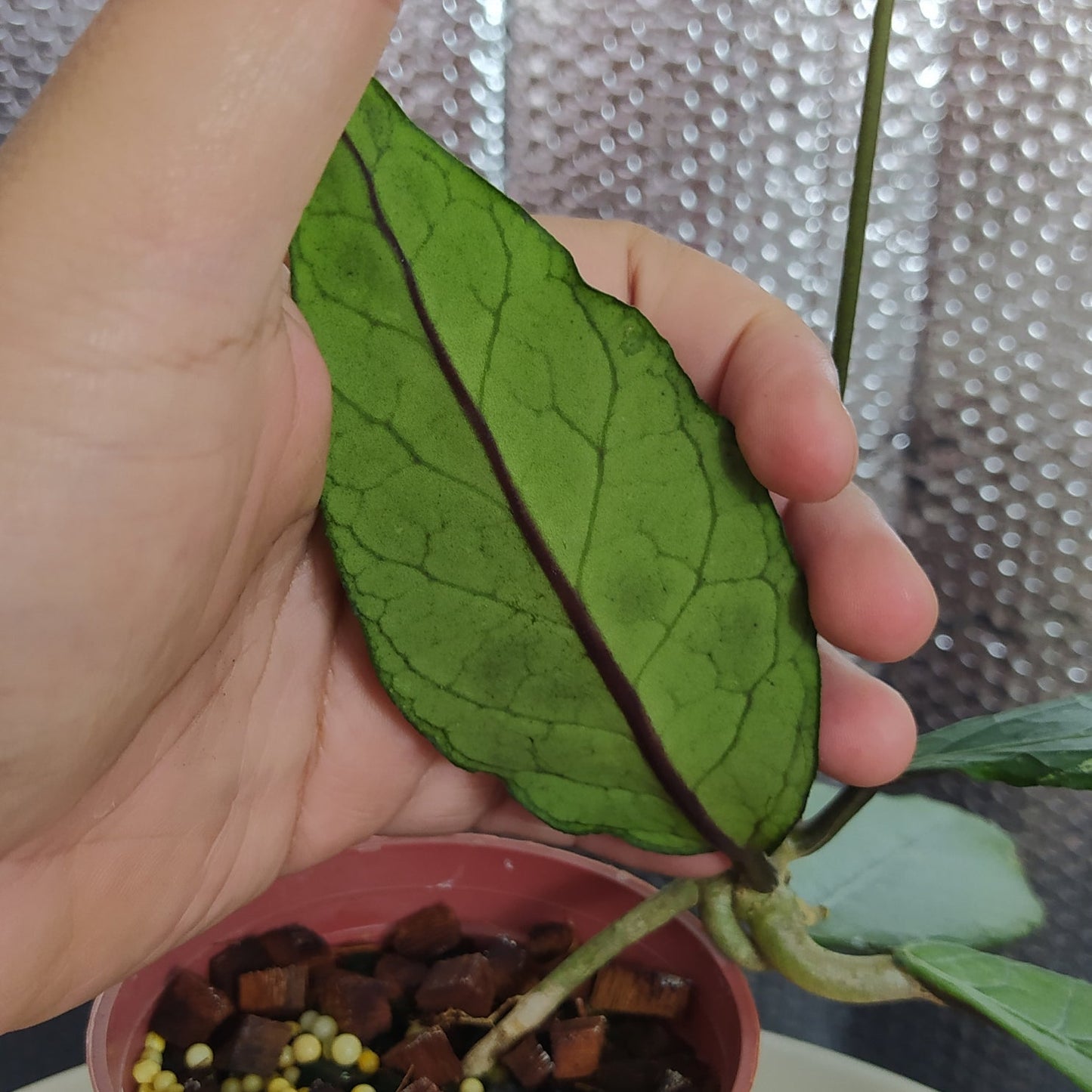 Hoya SP Aceh Gayo