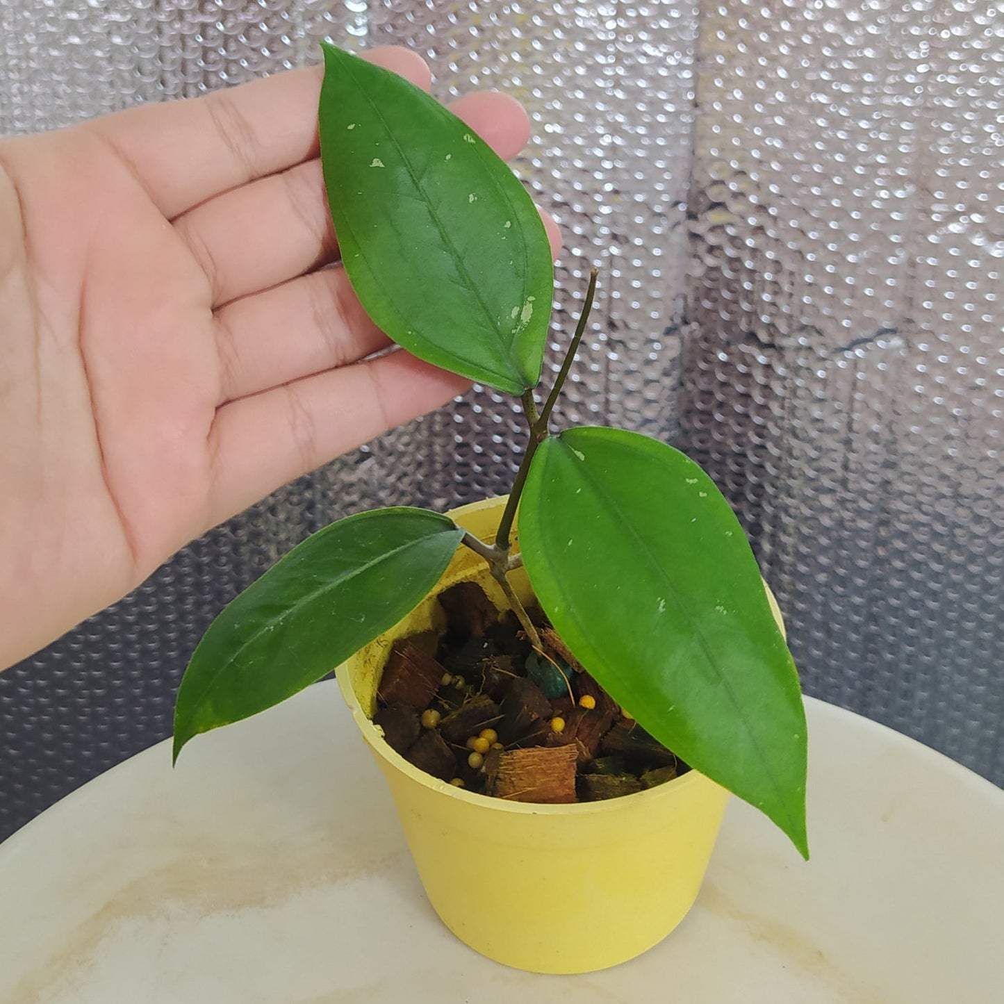 Hoya SP Aceh Gomas - Indonesian Rare Plants