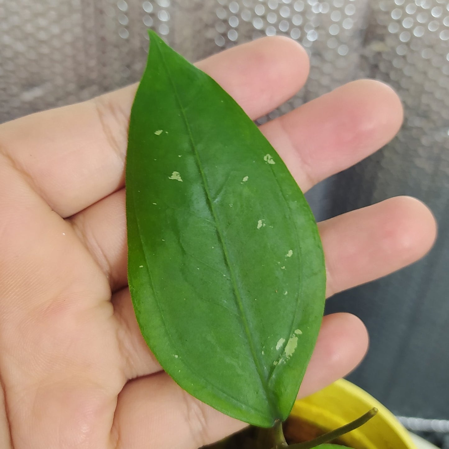 Hoya SP Aceh Gomas