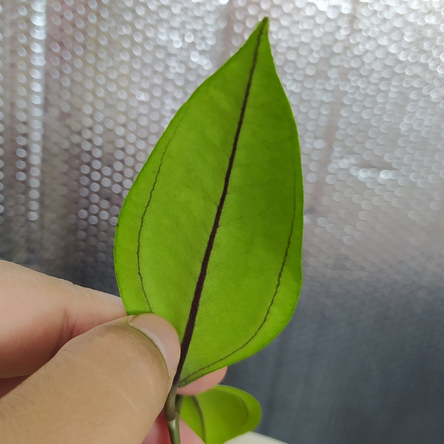 Hoya SP Aceh Gomas