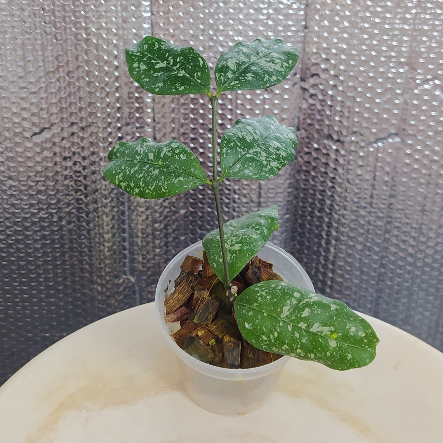 Hoya SP Garut High Splash - Indonesian Rare Plants