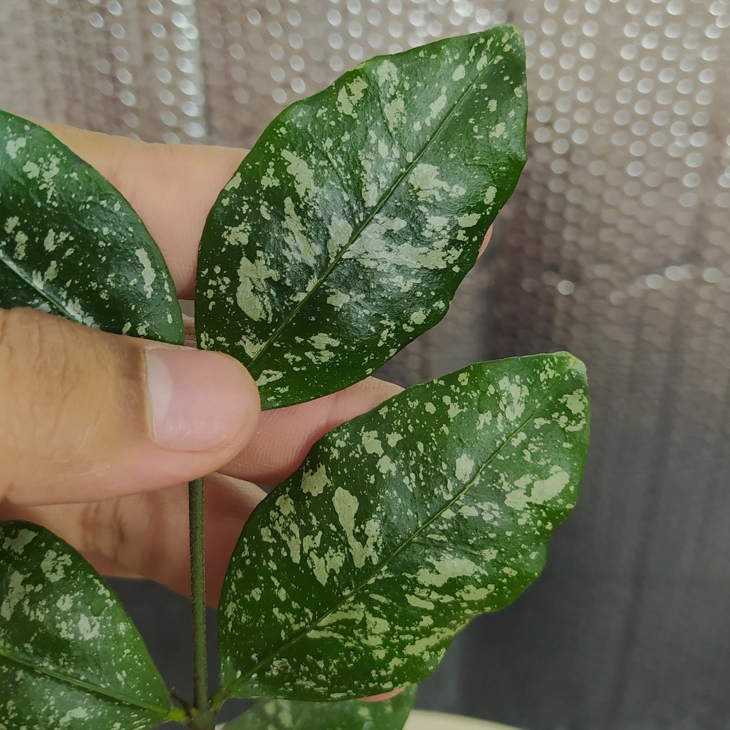 Hoya SP Garut High Splash