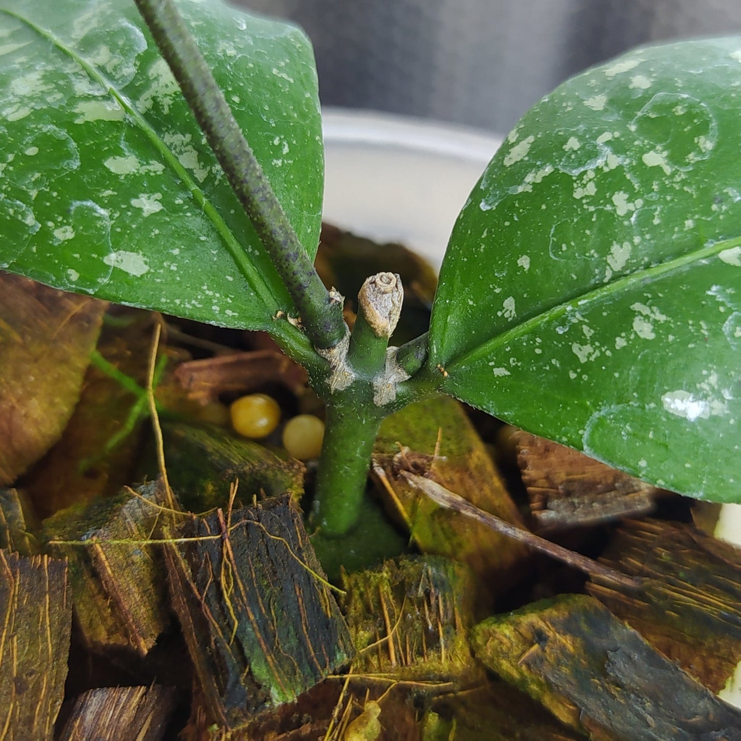 Hoya SP Garut High Splash