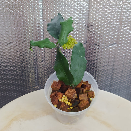 Hoya SP Liwa - Indonesian Rare Plants