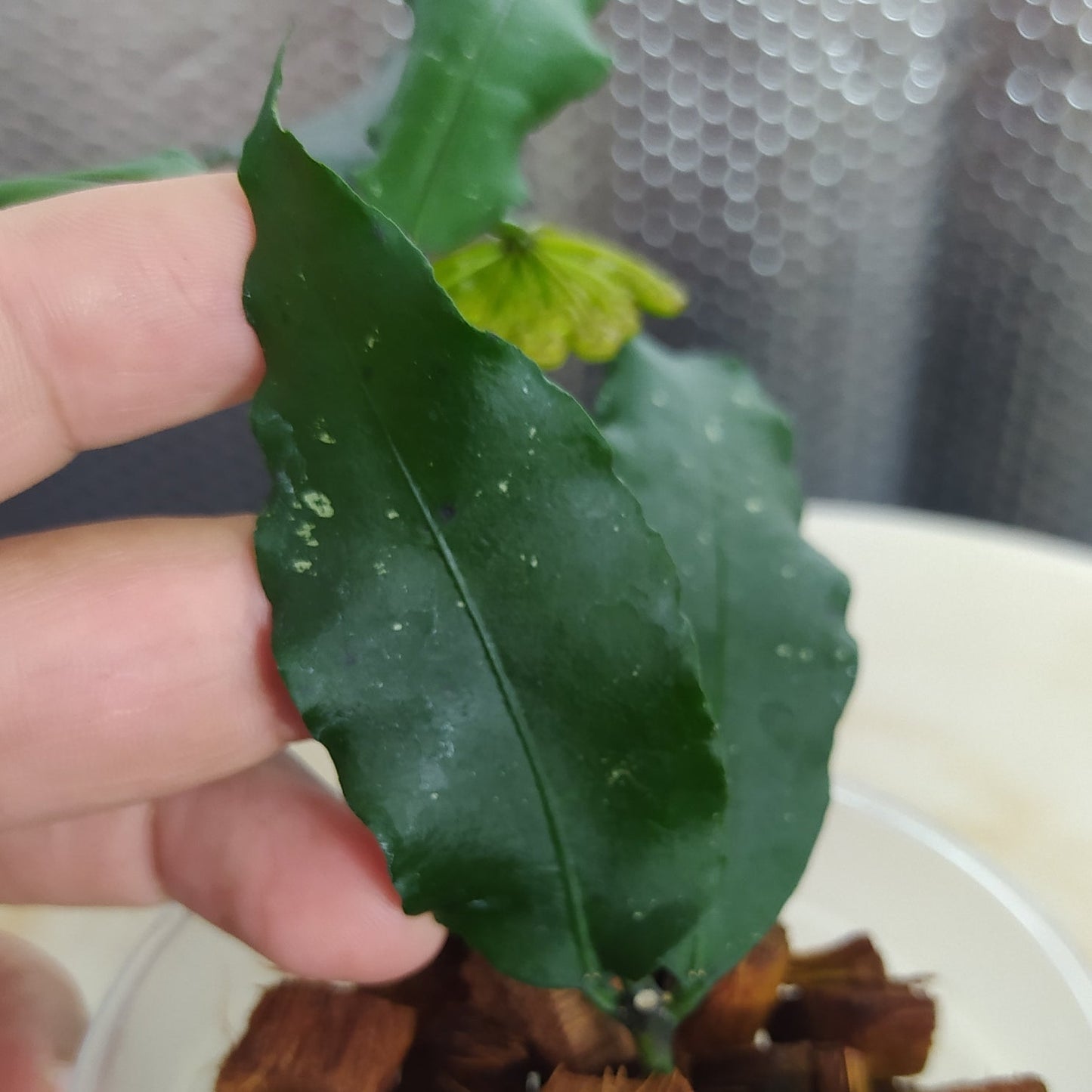 Hoya SP Liwa