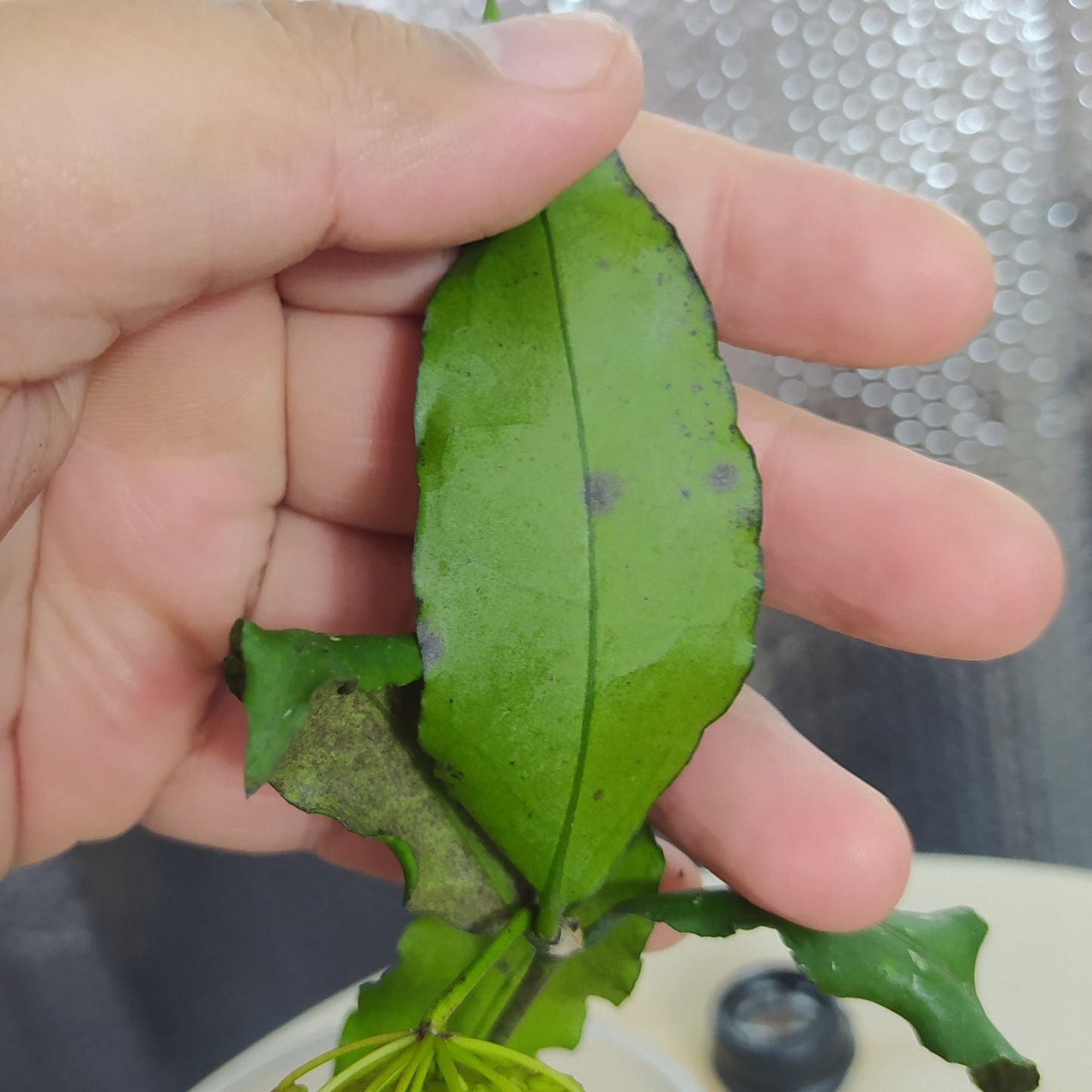 Hoya SP Liwa