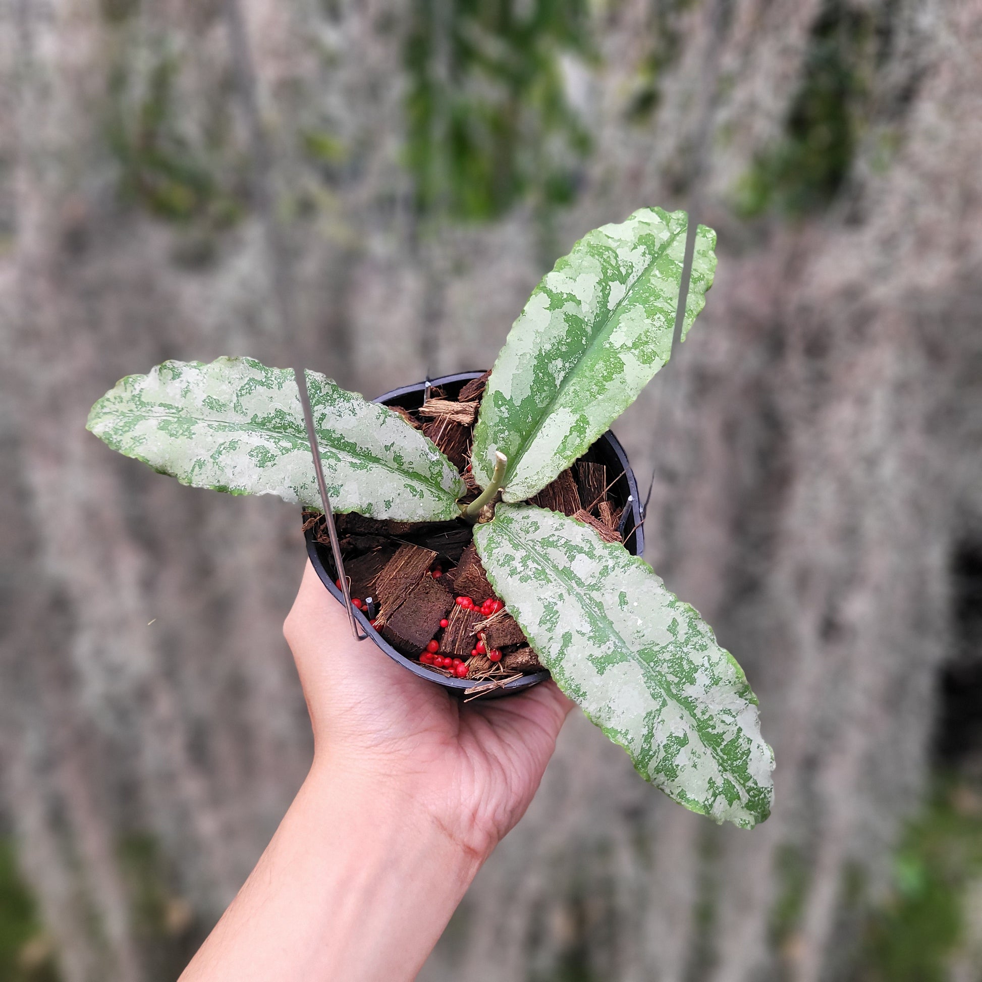 Hoya Undulata Silver VN-824 - Indonesian Rare Plants