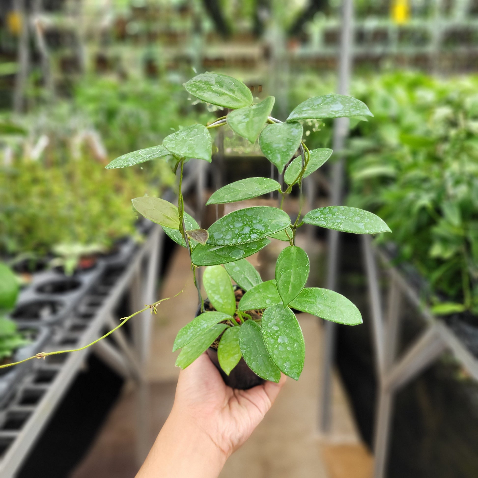 Hoya Vangviengensis - Indonesian Rare Plants