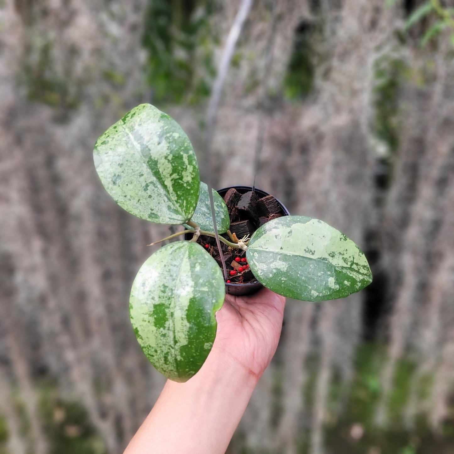 Hoya Verticillata Silver VN-687 (KSB-08) - Indonesian Rare Plants