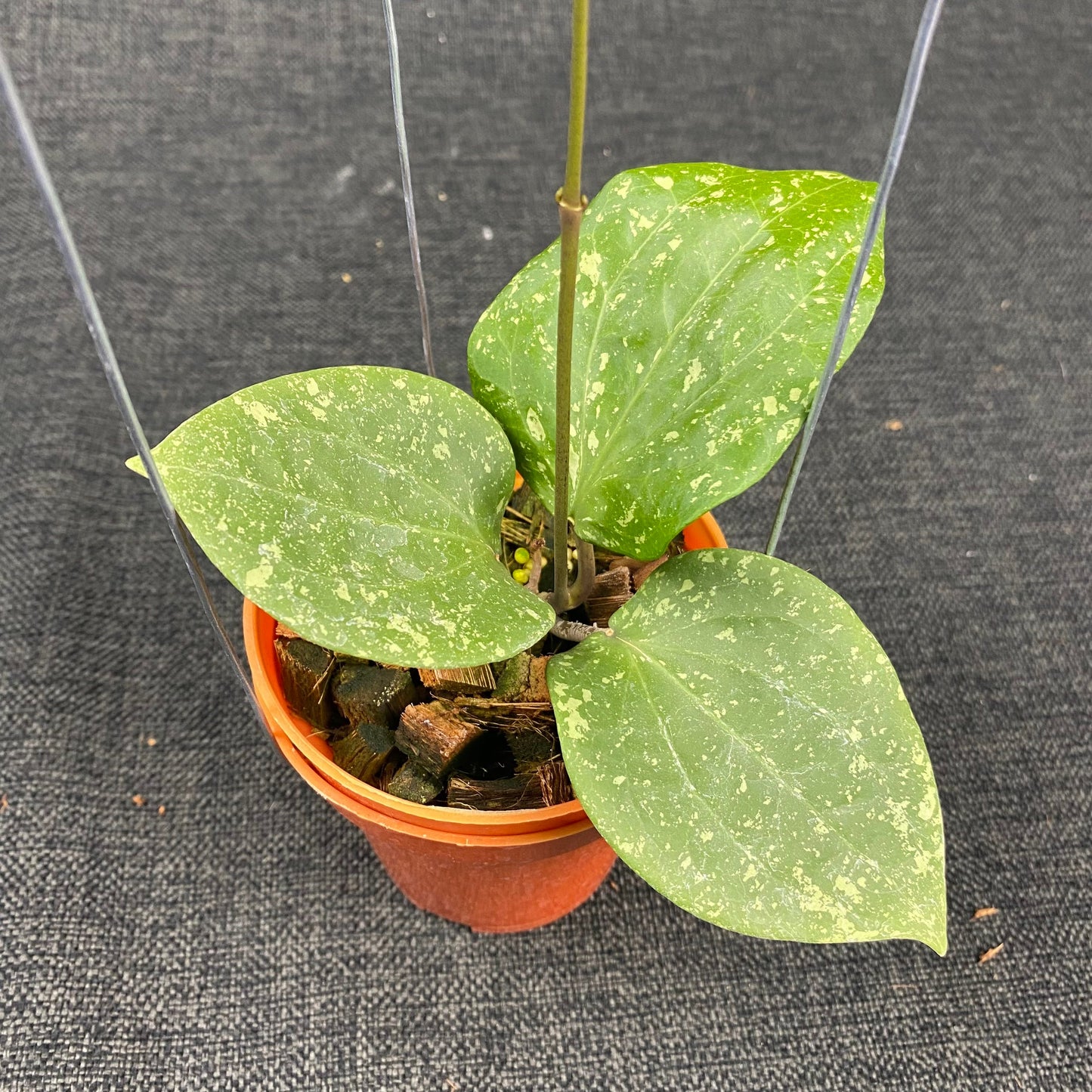 Hoya Balaensis Splash - Indonesian Rare Plants