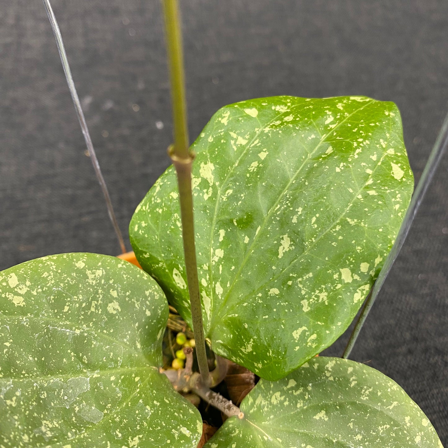 Hoya Balaensis Splash