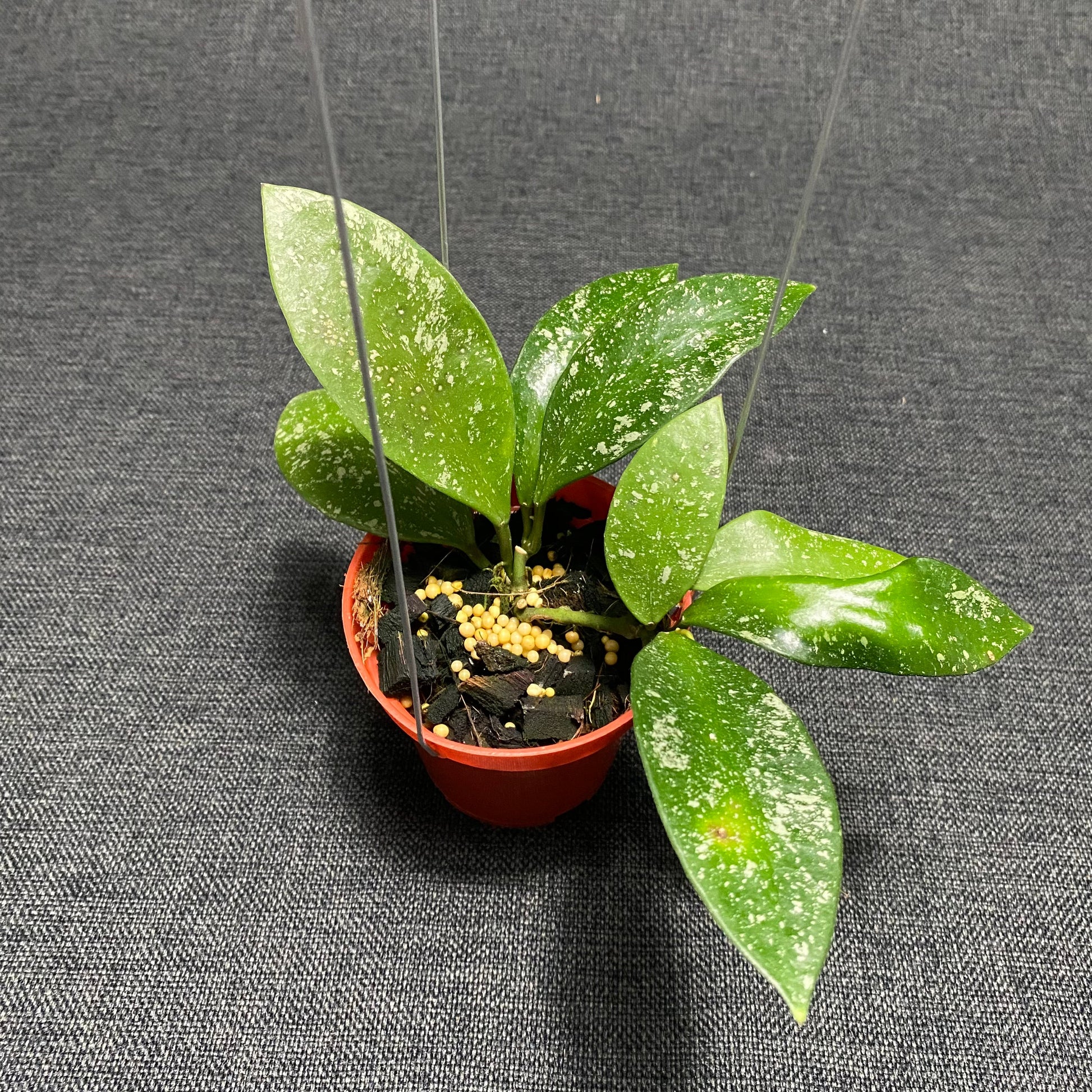Hoya Benchaii Splash - Indonesian Rare Plants