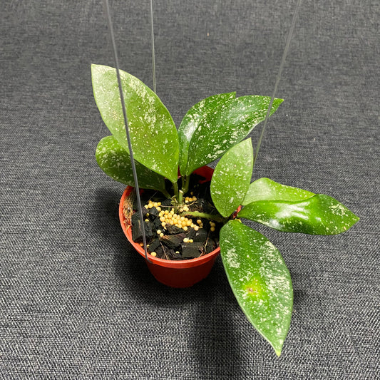 Hoya Benchaii Splash - Indonesian Rare Plants