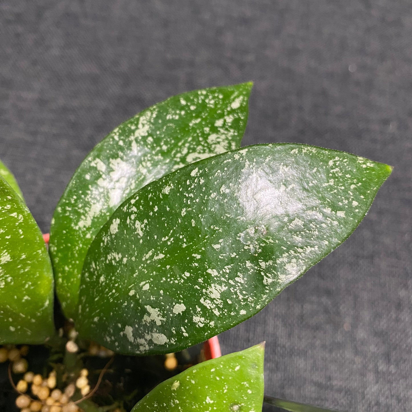 Hoya Benchaii Splash