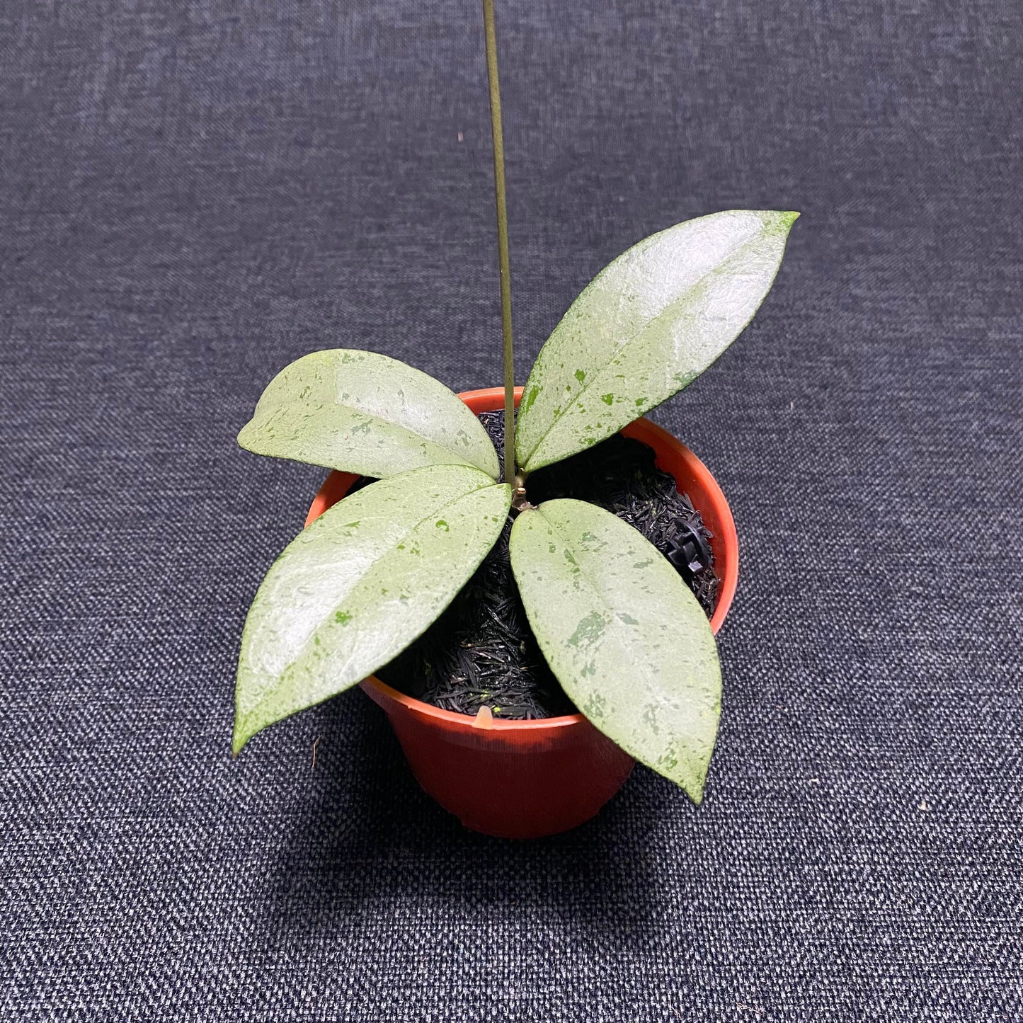 Hoya Blizzard - Indonesian Rare Plants