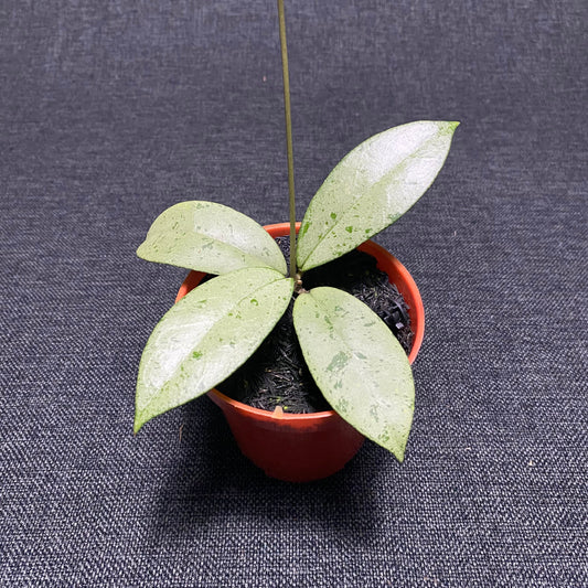 Hoya Blizzard - Indonesian Rare Plants