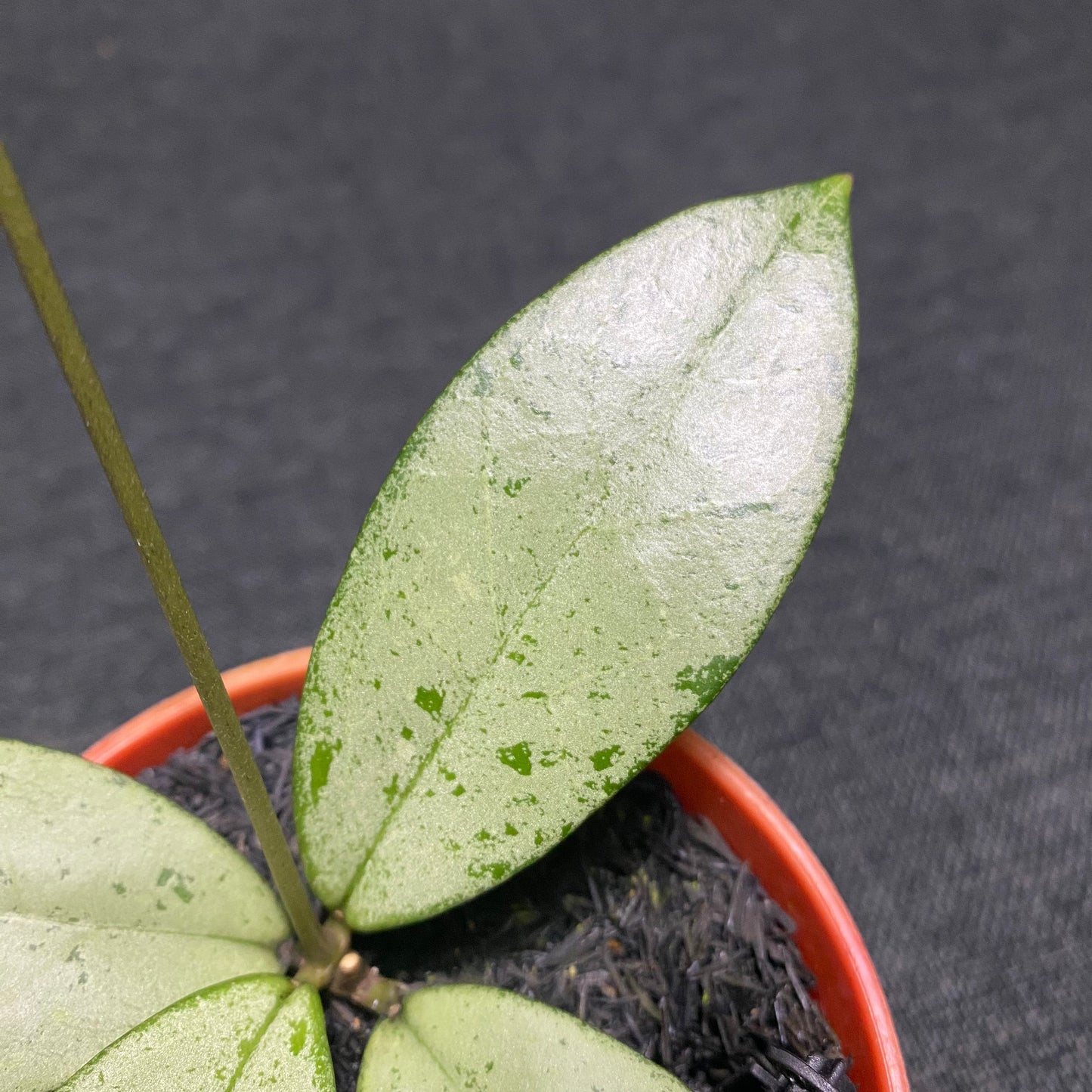 Hoya Blizzard