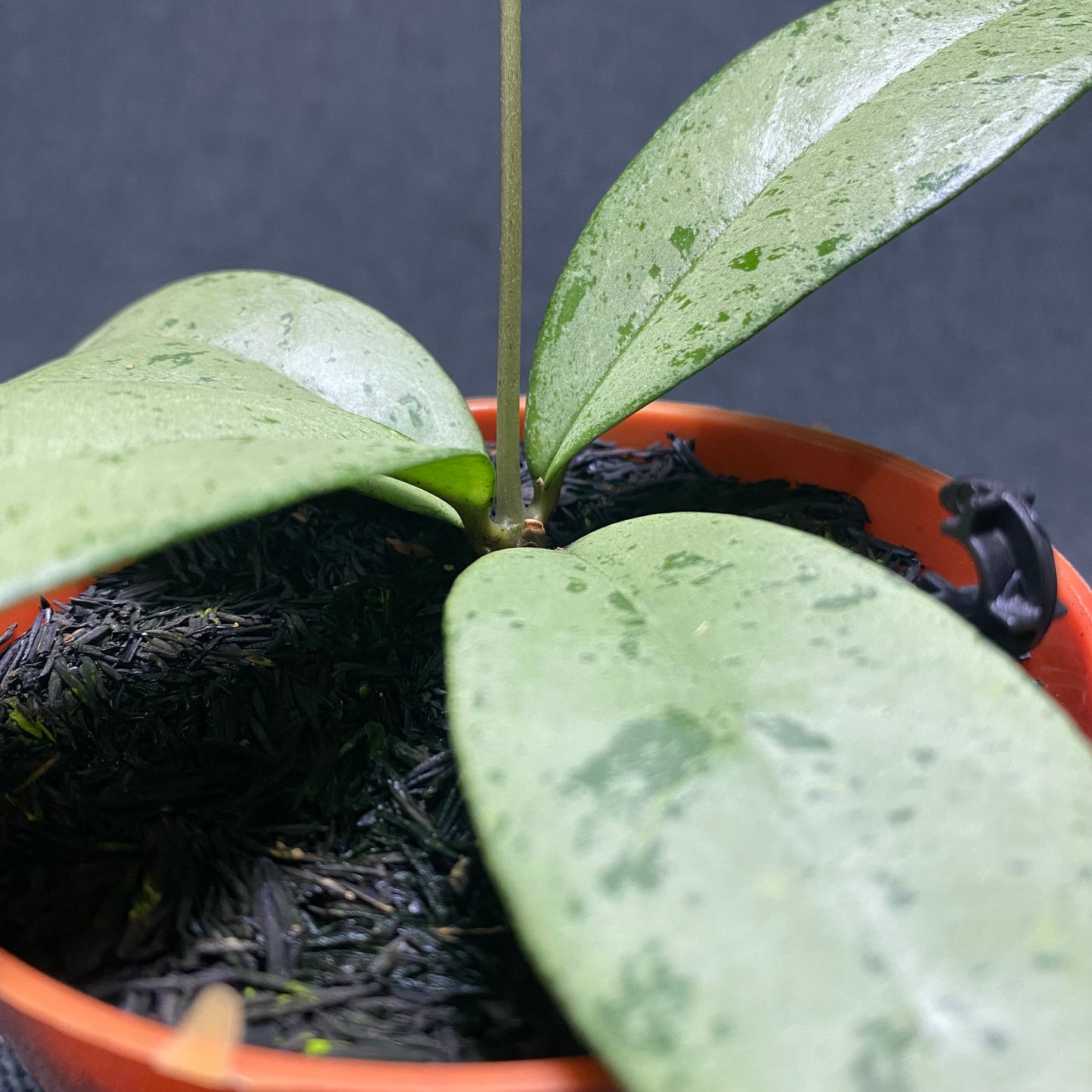 Hoya Blizzard