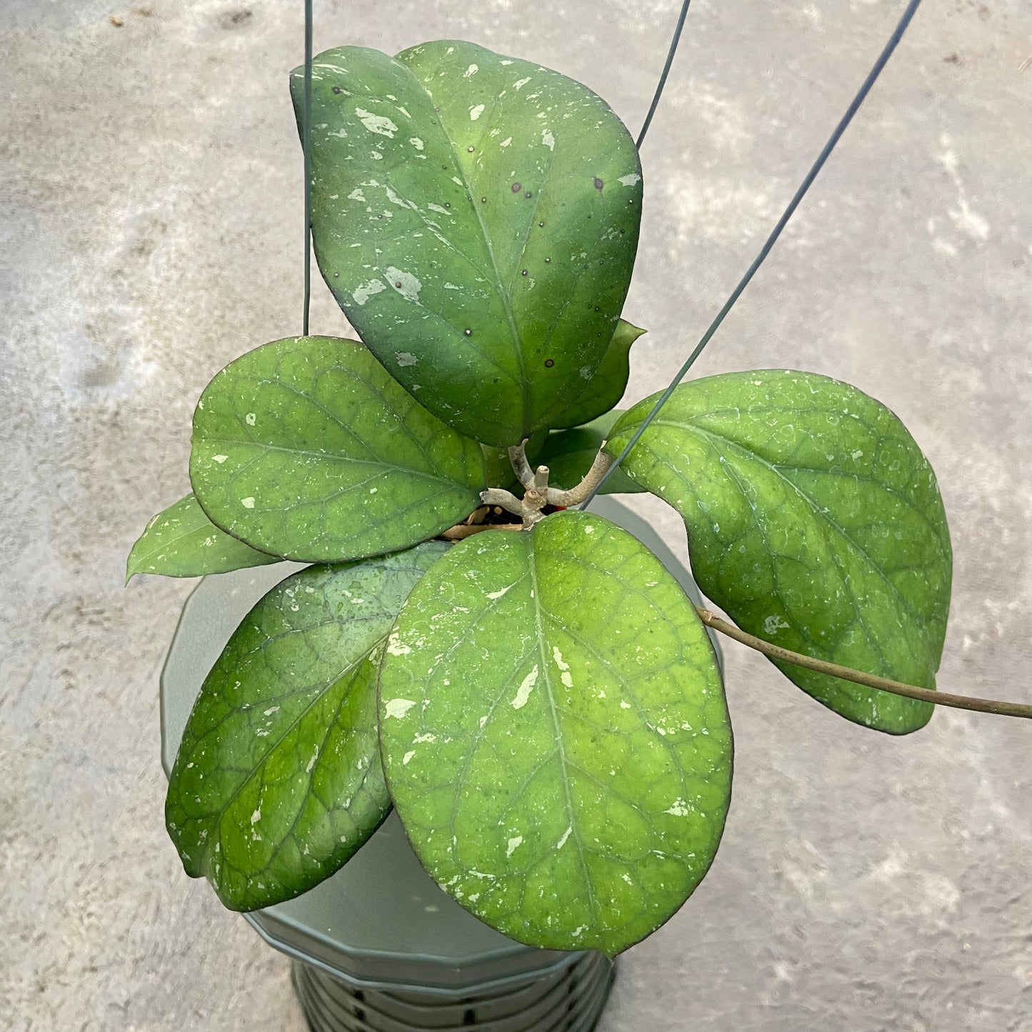 Hoya CV Elephant - Indonesian Rare Plants
