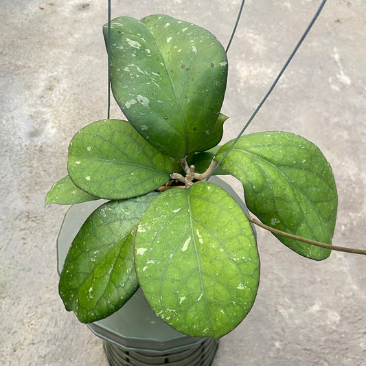 Hoya CV Elephant - Indonesian Rare Plants