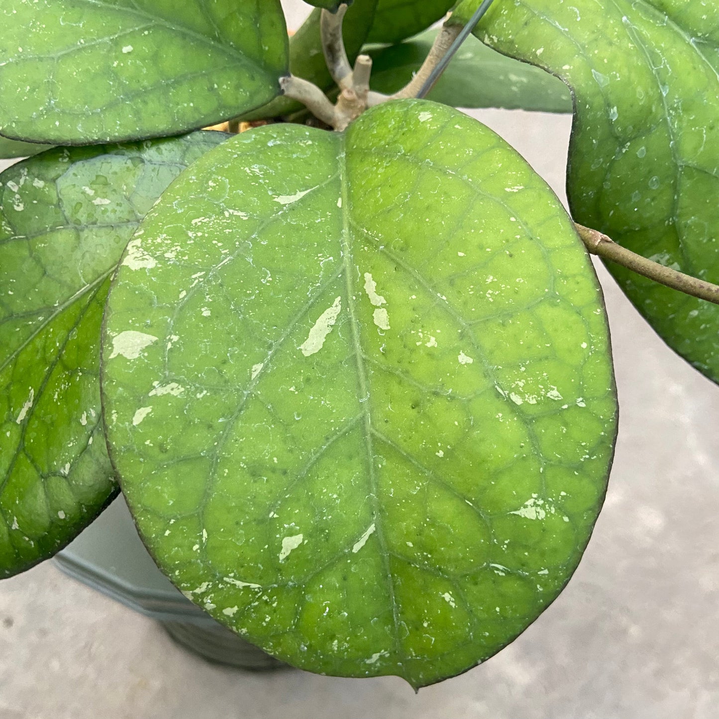 Hoya CV Elephant