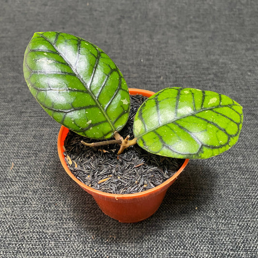 Hoya Callistophylla Chibi - Indonesian Rare Plants