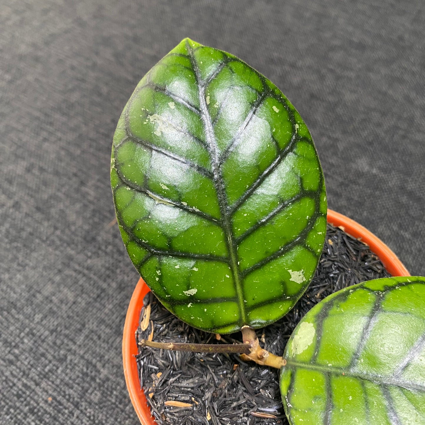 Hoya Callistophylla Chibi
