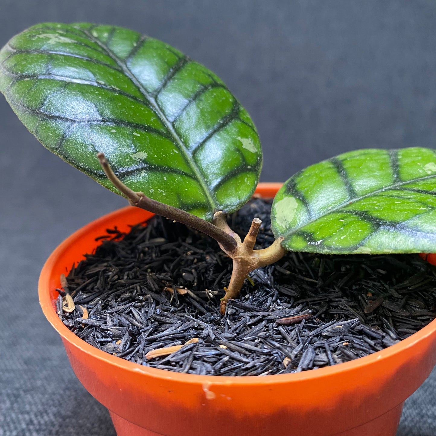 Hoya Callistophylla Chibi