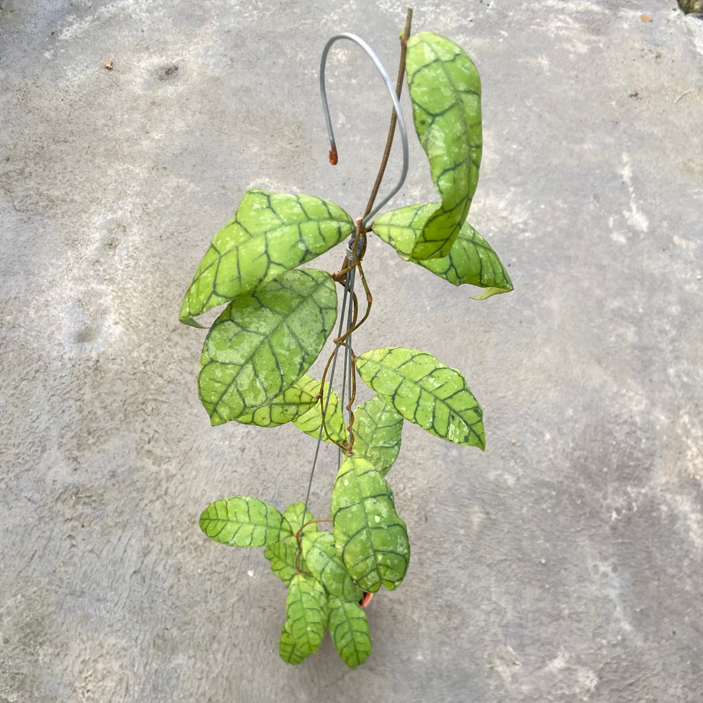 Hoya Callistophylla King Curly Splash - Indonesian Rare Plants