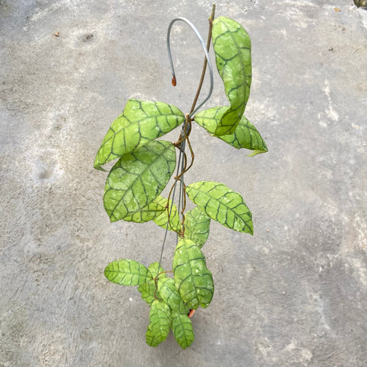Hoya Callistophylla King Curly Splash - Indonesian Rare Plants