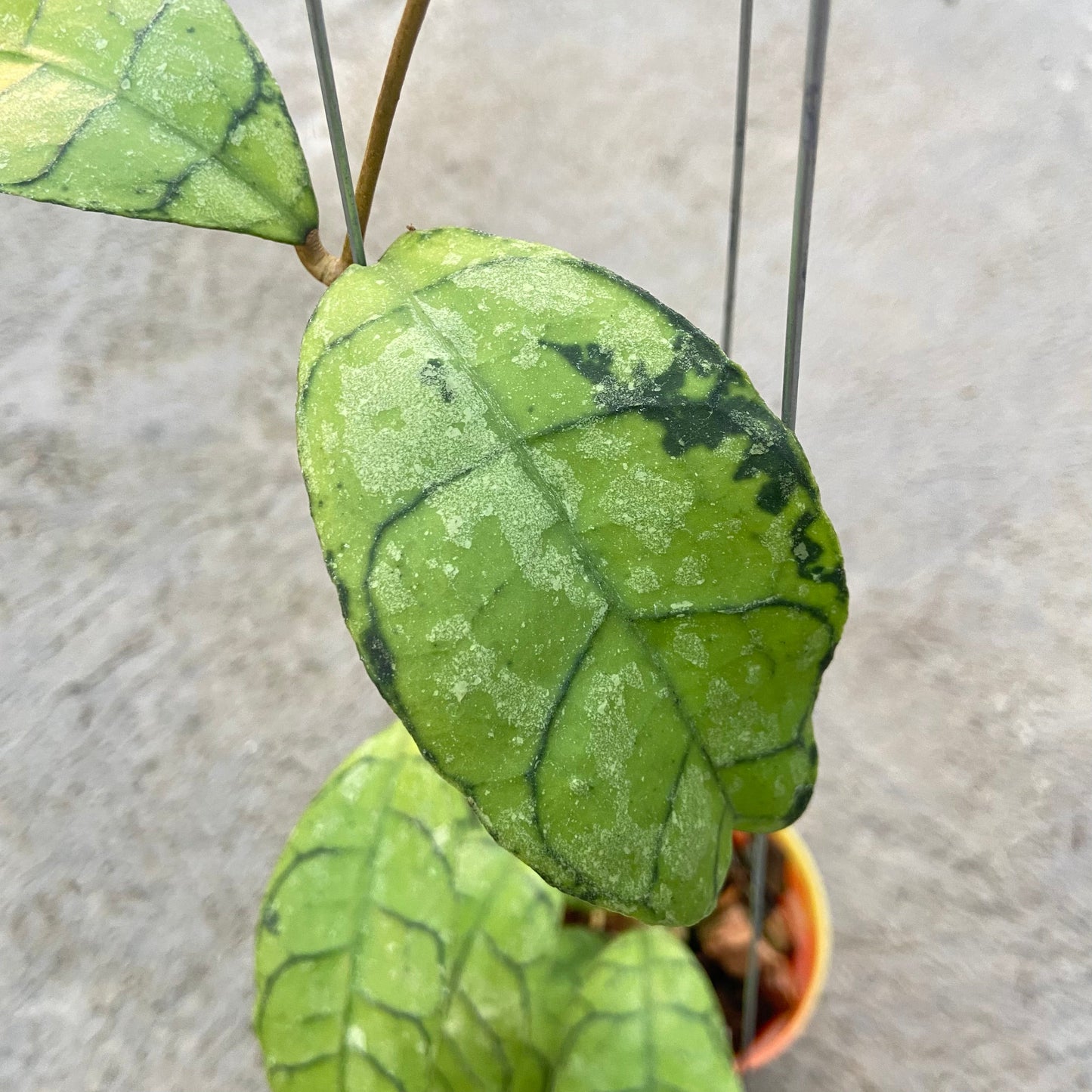 Hoya Callistophylla King Curly Splash