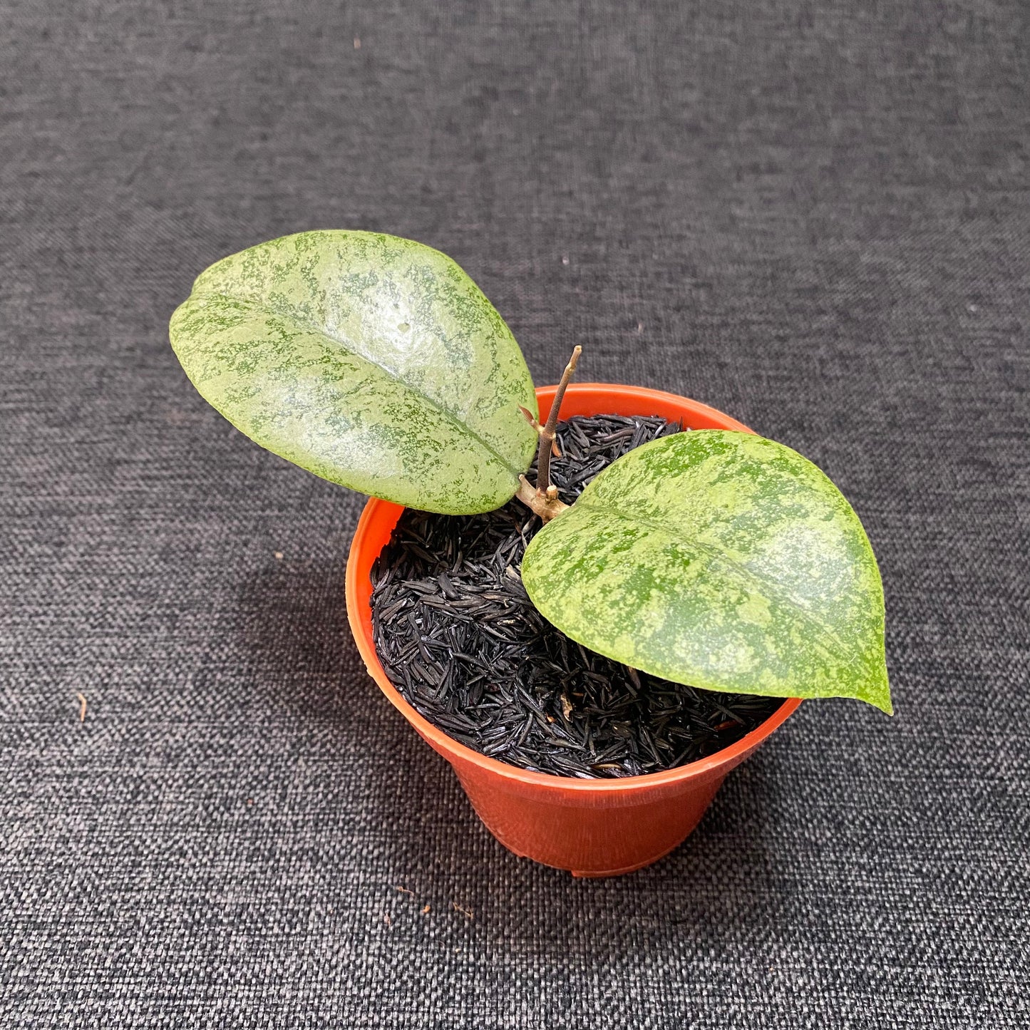 Hoya Callistophylla Silver - Indonesian Rare Plants