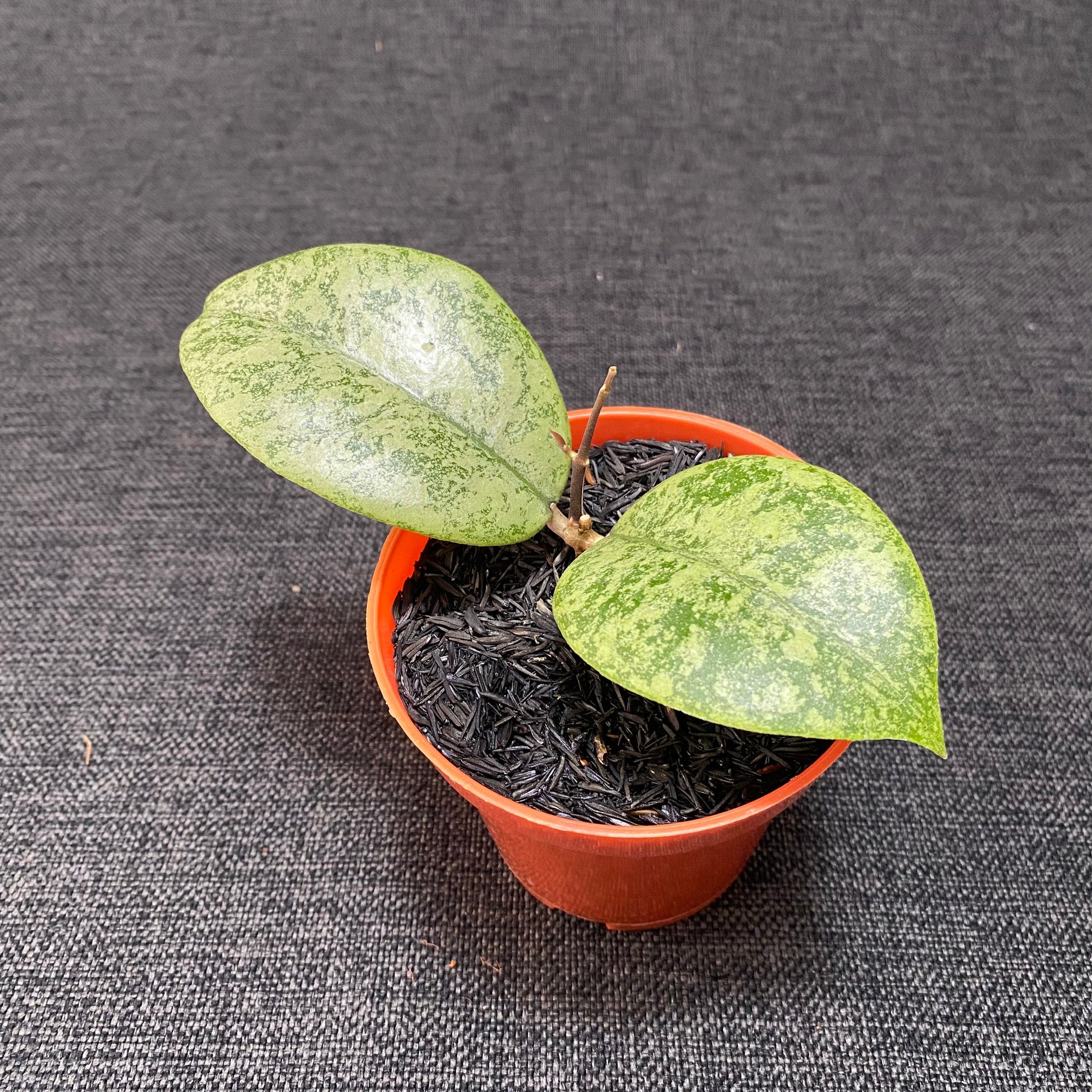 Hoya Callistophylla Silver - Indonesian Rare Plants