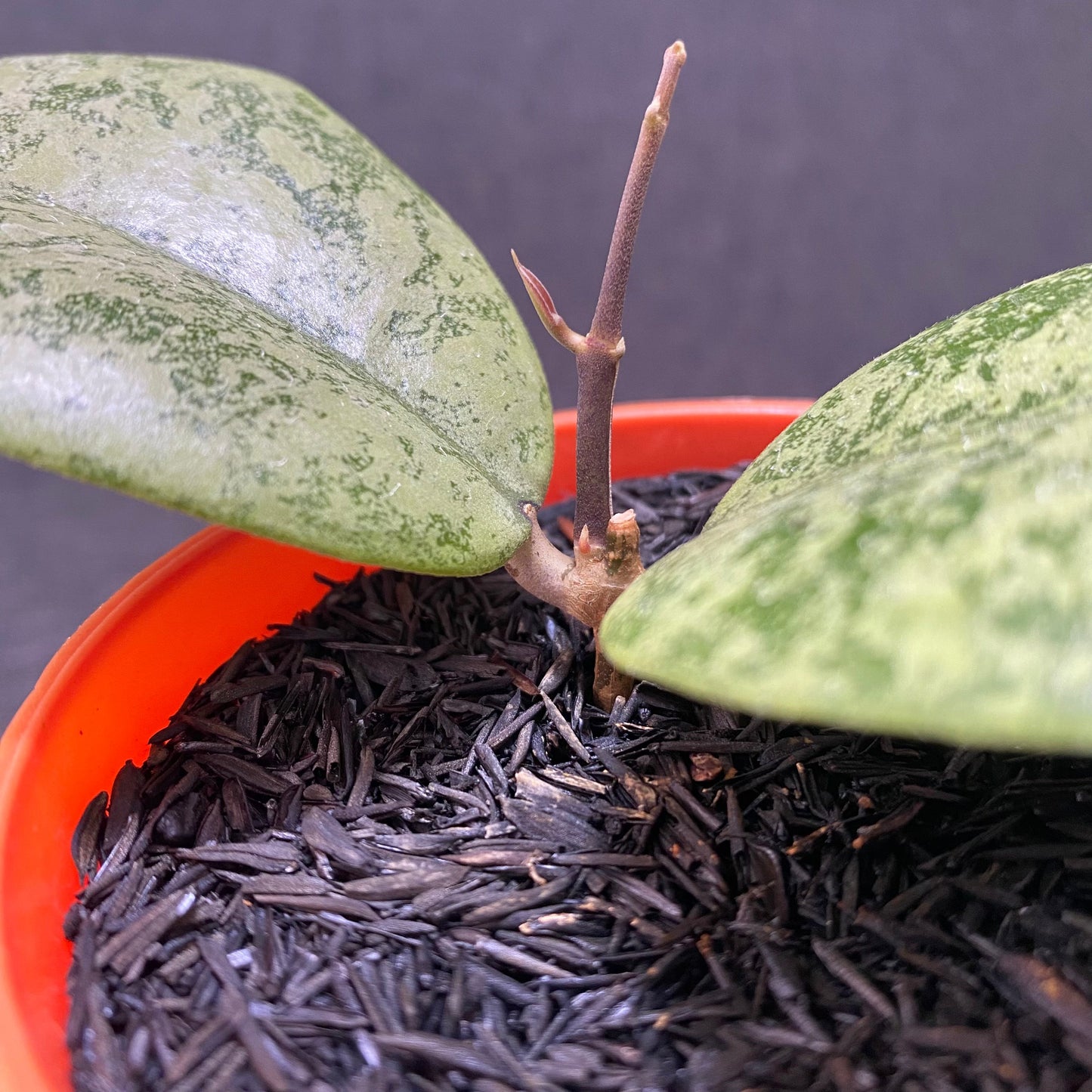 Hoya Callistophylla Silver